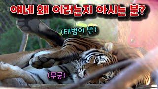 [4K] 출근길 + 볼수록 희한한 남매 호랑이 범궁  #태범 #무궁 #호랑이숲 (태범 무궁 백두대간  korea tiger)