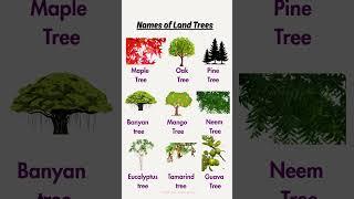 Names Of Land Trees