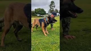 #k9 #dog #tactical #trending #training #dogsoftiktok #trainingdog #dogtraining #foryoupage