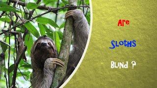 I Spy Sloth Challenge - Animal facts / Brainteaser [ Spot and Find Puzzles ]