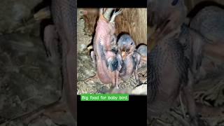 Big food for baby bird. #birds