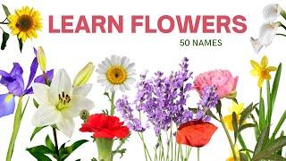 Learn Flowers Names in English | Names of 50 Different Flowers with Pictures