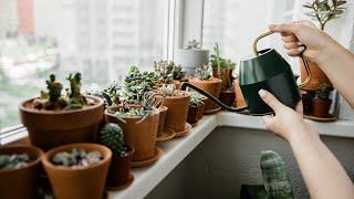 When to Water Succulents (& When NOT to Water!)