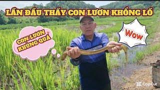 441 LẦN ĐẦU THẤY CON LƯƠN KHỔNG LỒ TẠI HÀN QUỐC