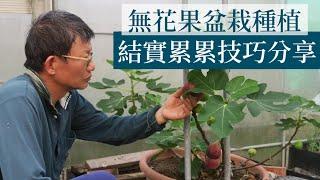 盆栽無花果的種植方法 | 阿星種植