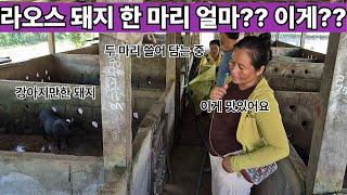 강아지만한 돼지 한 마리가 라오스에서는 얼마??? 생각보다 귀여운 생김새에 심쿵!! 근데 이렇게 귀여운 돼지를 어떻게 먹지?? ( 여네 집 193부 )