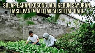 Manfaatkan Lahan Kosong Jadi Kebun Sayuran Panen Melimpah Setiap Hari, Cocok Untuk Pensiunan!