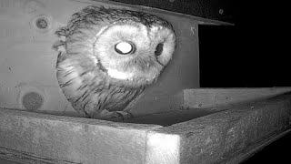 A pair of Tawny Owls checkout the new nestbox