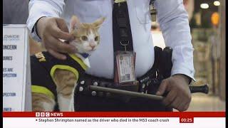 Stray cats taken on as security guards - with no qualifications (Philippines) 1st/Oct/2023