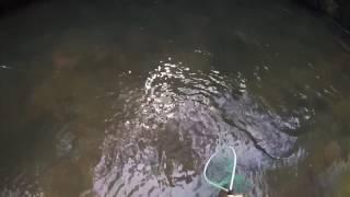 Catch and release trout fishing