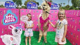 Our New Pet Llama! Who's Your Llama With Boppi The Booty Shakin Llama!