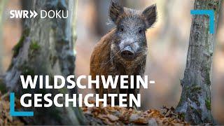 Wildtier, Wildjagd, Wildküche - Wildschweingeschichten | SWR Doku