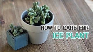 BEST TIPS | HOW TO CARE FOR ICE PLANT CORPUSCULARIA LEHMANNII