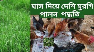 ঘাস দিয়ে দেশি মুরগি পালন পদ্ধতি। প্রাকৃতিকভাবে দেশি মুরগির বিশাল খামার। sahjalal agro farm |