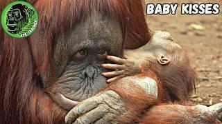 Mom Kisses And Cleans Her Sleeping Baby Orangutan! #heartwarming #babyanimals