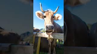 hamba hamba cow comedy #trending#shorts 