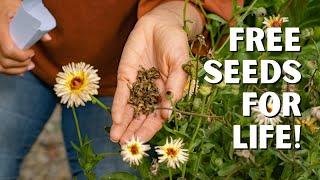 The Super Simple Way to Harvest and Save Calendula Seeds