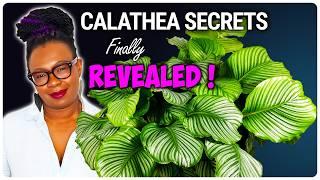 My Secrets To Growing This MASSIVE Calathea!