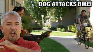 Confronting An Over Excited Doberman Pinscher | Cesar 911 Season 1, Ep. 3 - Part 2