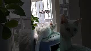 [2만뷰]이쁜이는 뒤를 돌아봅니다  #고양이 #Cat  #시로 #반려묘 #이쁜이  #JEJU일상 #시로  #나갈래고양이 #손여사