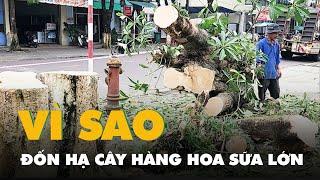 Vì sao đốn hạ hàng cây hoa sữa lớn ở trung tâm TP Quảng Ngãi?