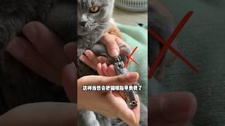 抠搜养猫：怎么用人的指甲刀给猫剪指甲？