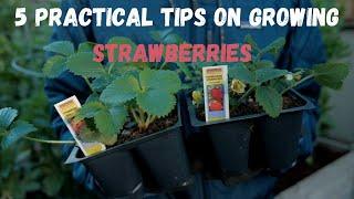 How to Plant Strawberries in a GreenStalk Vertical Planter - 5 Practical Tips on Getting Started!