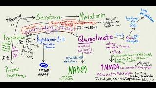 Can leaky gut make you stupid? Tryptophan, kynurenic acid, Quinolinate pathway