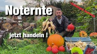 Noternte, Gartenrundgang Oktober, Auflösung Gewinnspiel, was wird noch gepflanzt