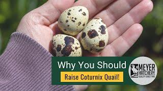 Why You Should Raise Coturnix Quail!