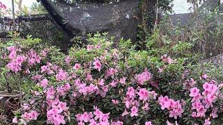 Vườn đỗ quyên nhà vườn bảo khánh