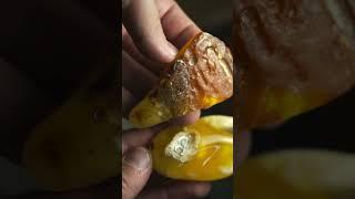 Amber does NOT Form from Tree Sap