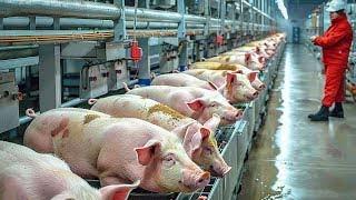 How Does China's Largest Pork Factory Process 100,000 Pigs A Day Automatic Pork Processing Line