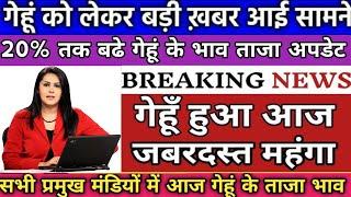20 परसेंट बढा गेहूं का भाव आज का ताजा अपडेट । गेहूं के ताजा मंडी भाव । Gehun Mandi Bhav Today ।