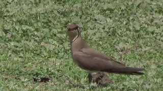 Oriental Pratincole (SHRIKANT MADHAV KELKAR)