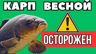 Как Где и На Что Ловить КАРПА Весной. Ловля карпа ранней весной - что нужно знать