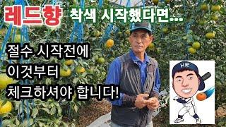 착색 시작한 레드향 물조절은 어떻게 하시나요? 절수전 품질검사먼저 하세요 #만감류 #청년농부 #레드향 #홈런농장 @homerun_farm