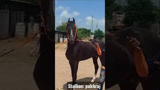 Marwari Stallion Pukhraj : Rupal stud farm Kesharpura, Idar, Gujarat