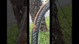 Snake Climbing on MTB Wheel!!!!!