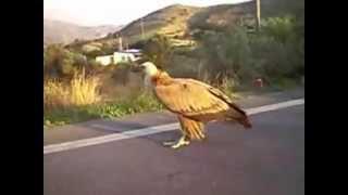 Vulture On The Road