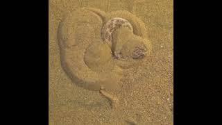 #shorts |a sand viper hiding