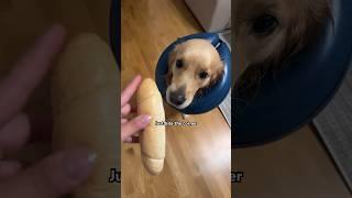 Just a small bite  #dog #animals #goldenretriever #doglover #funny