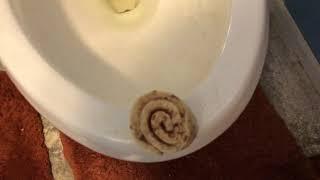 Will it Flush? - Pack of Cinnamon Rolls