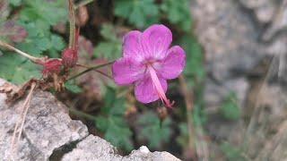 Μακρόριζο γεράνιο (Geranium macrorrhizum) στους ασβεστολιθικούς βράχους του Ξηροβουνίου Εύβοιας