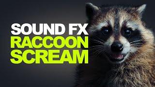 RACCOON SCREAM | Sound Effects [High Quality]