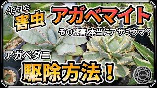 【害虫/アガベ】アガベマイト(アガベダニ)の駆除方法！有効な農薬の解説 【Agave】【多肉植物】【長尺】