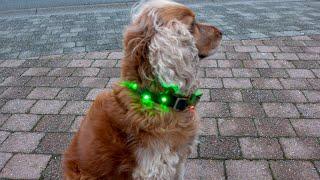 Colorful DIY Dog Collar with Micro:Bit and BrightDots