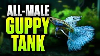 How To Setup An All Male Guppy Tank! (Beginner-Friendly Planted Aquarium Setup)