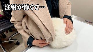 注射が怖くて母の服の中に潜り込む猫