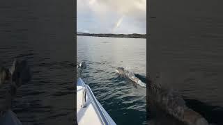 Dolphins and rainbows 